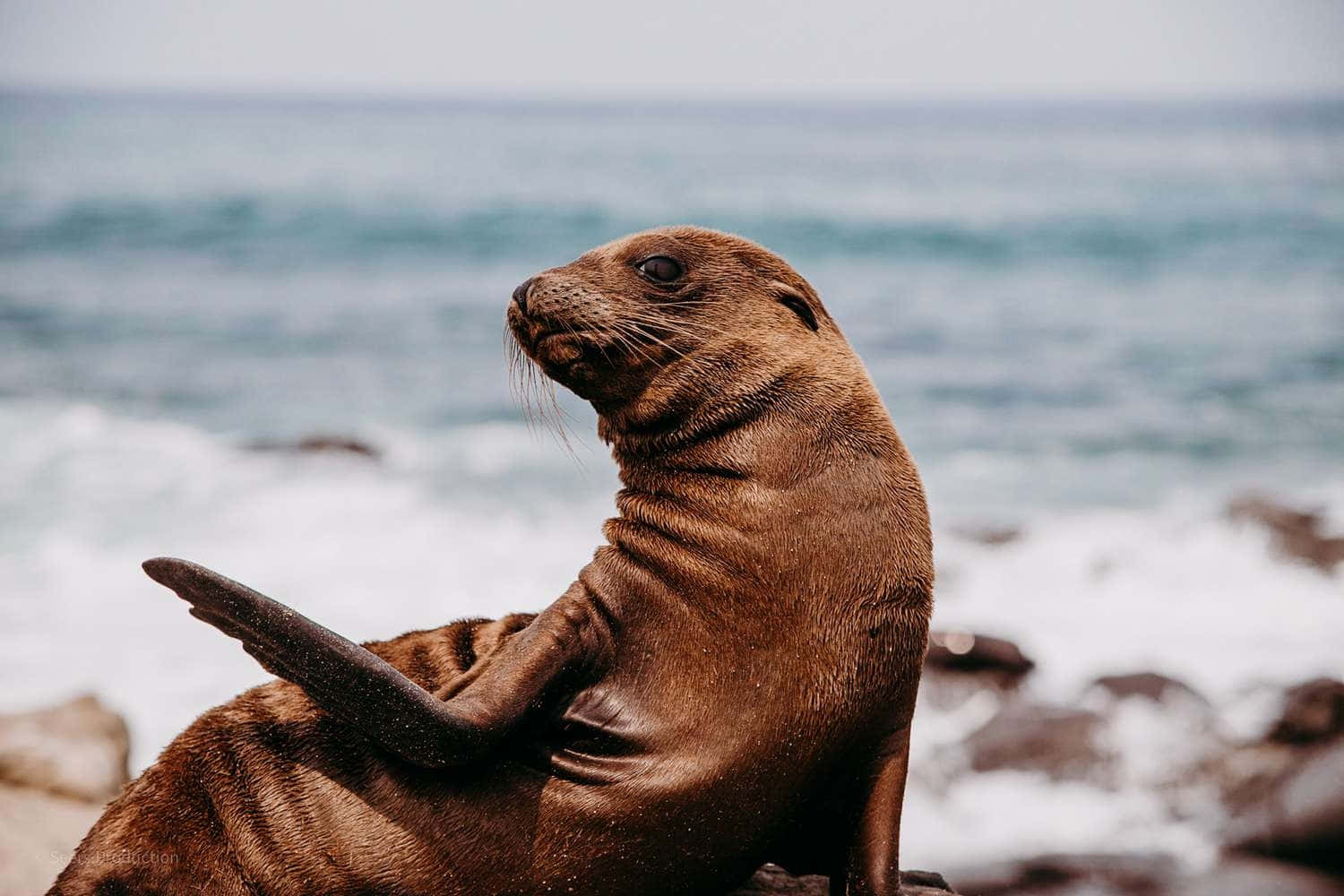 Southern Fur Seal, rocky shore, ocean waves, HD Desktop Wallpaper