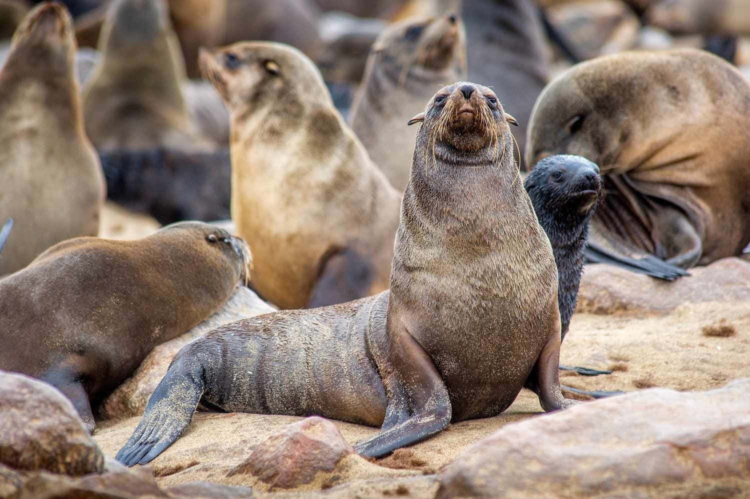 Southern Fur Seal, colony, brown seals, HD Desktop Wallpaper