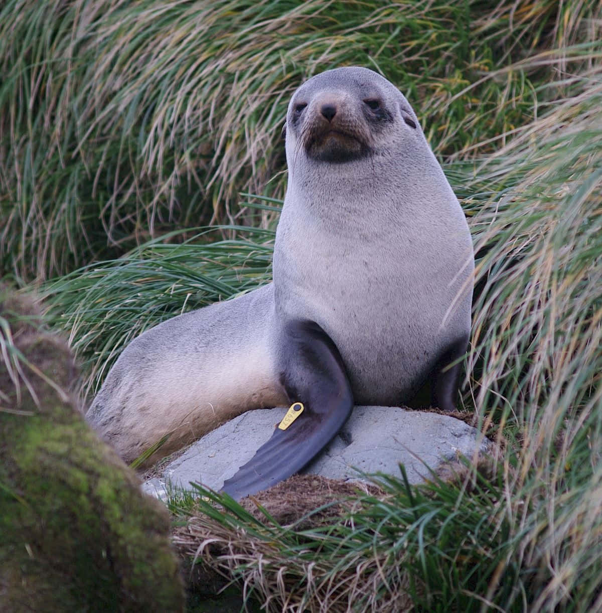 Southern Fur Seal, gray seal, yellow tag, SD Phone Wallpaper