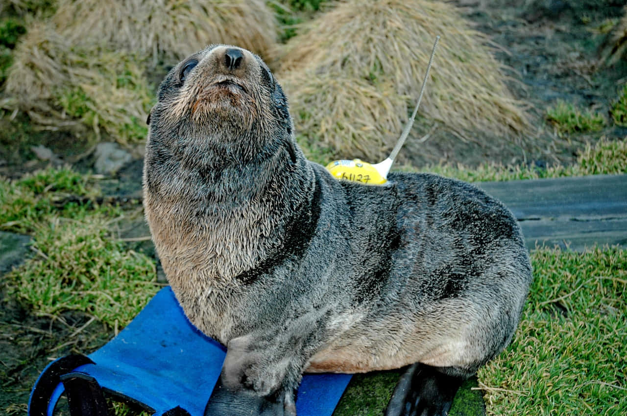 Southern Fur Seal, yellow tracking tag, blue mat, HD Desktop Wallpaper