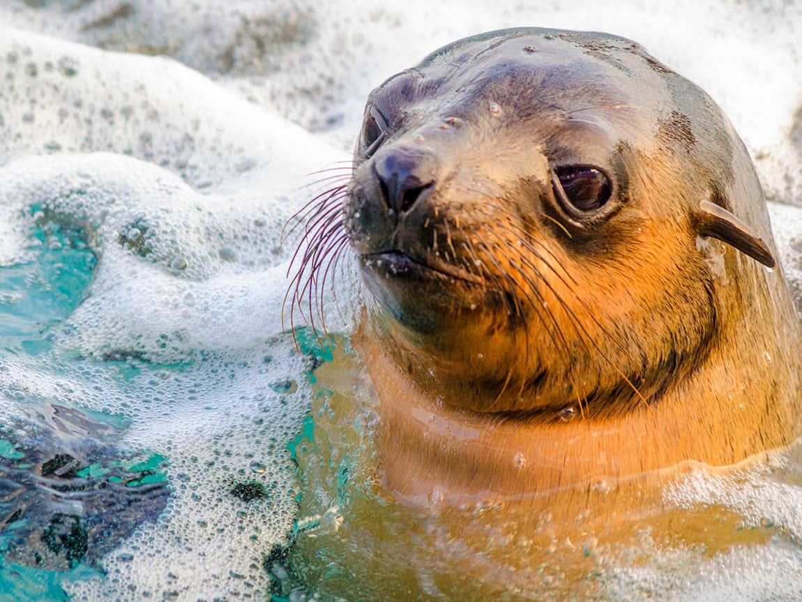 Southern Fur Seal, foamy turquoise water, rocky shore, SD Desktop Wallpaper