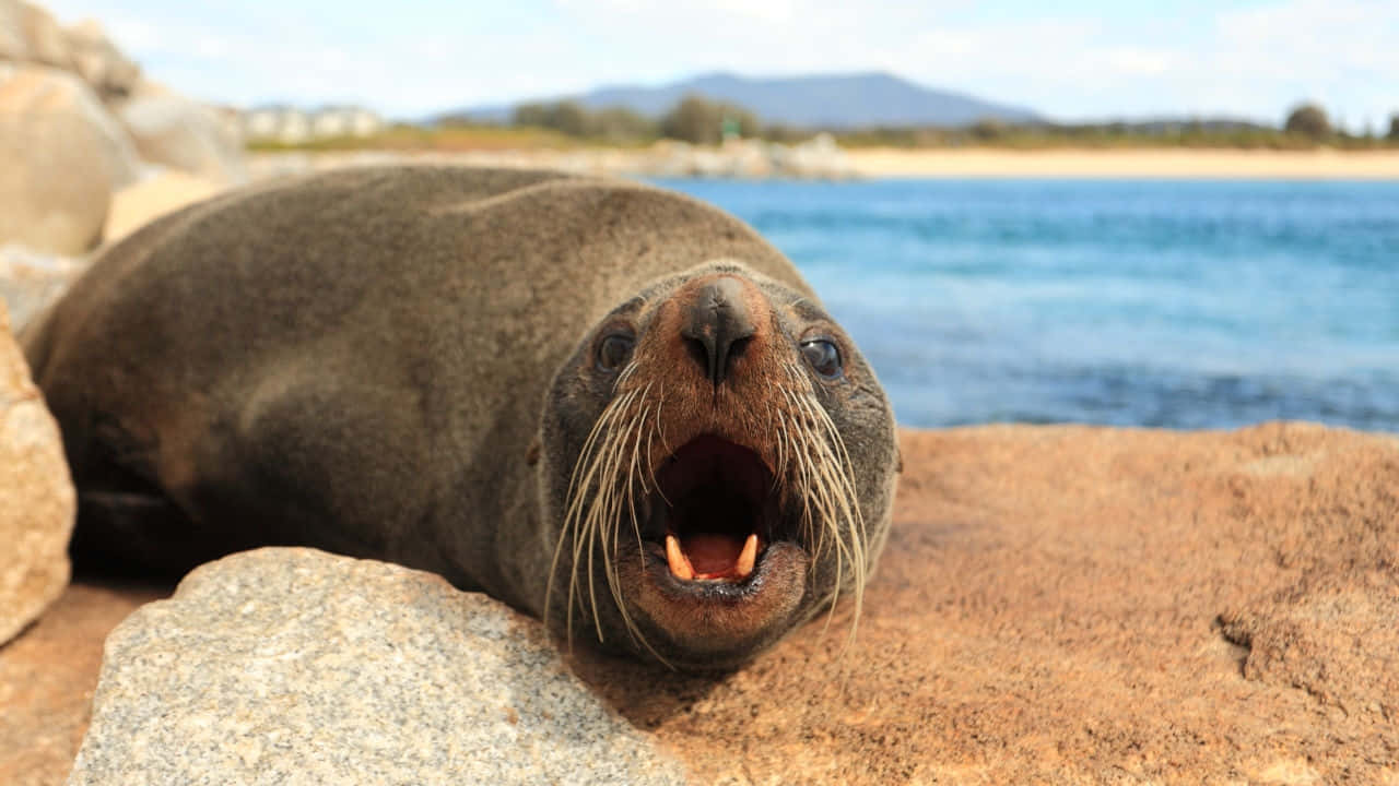 Southern Fur Seal, rocks, sunlit, HD Desktop Wallpaper