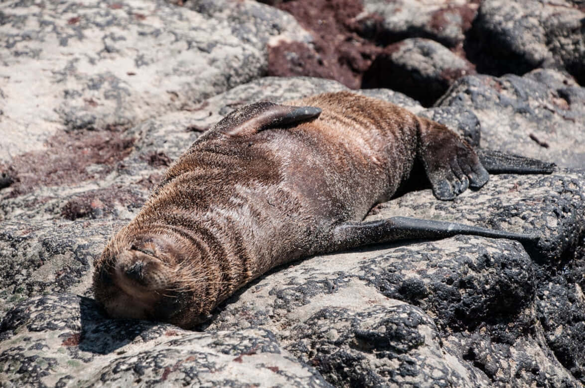 Southern Fur Seal, volcanic rocks, sunlit, SD Desktop Wallpaper