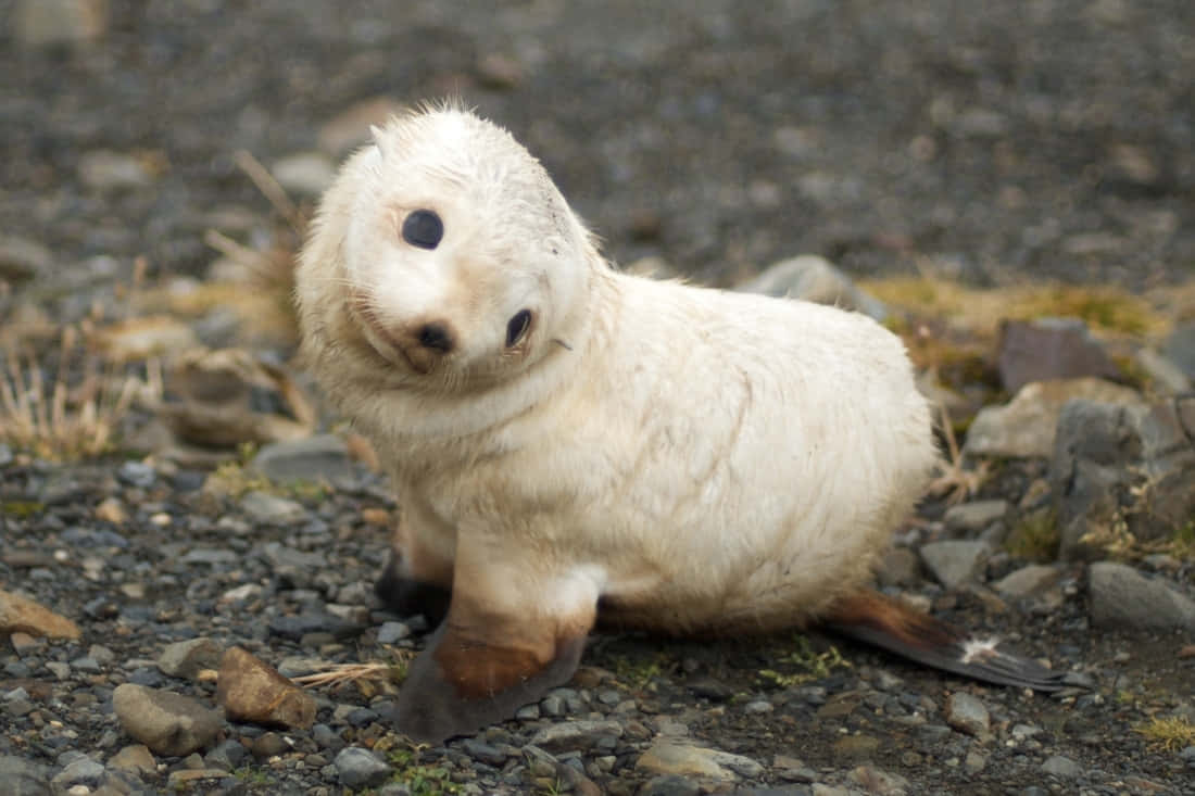 white fur seal pup, fluffy white baby seal pup, rocky shore, SD Desktop Wallpaper
