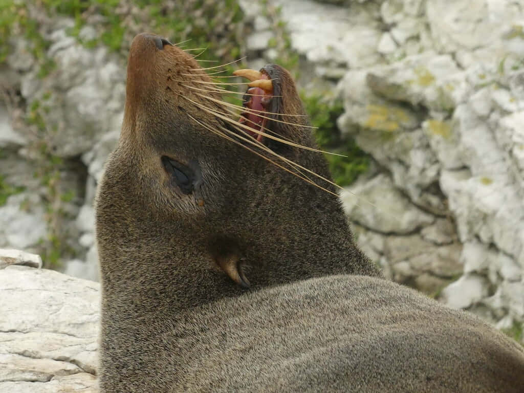 Southern Fur Seal, brown fur seal, white rocky cliffs, SD Desktop Wallpaper