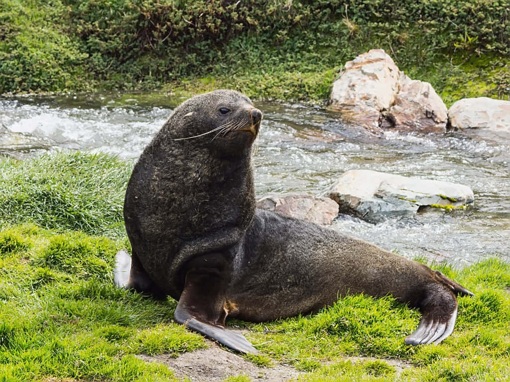 Southern Fur Seal, stream, rushing river, SD Desktop Wallpaper