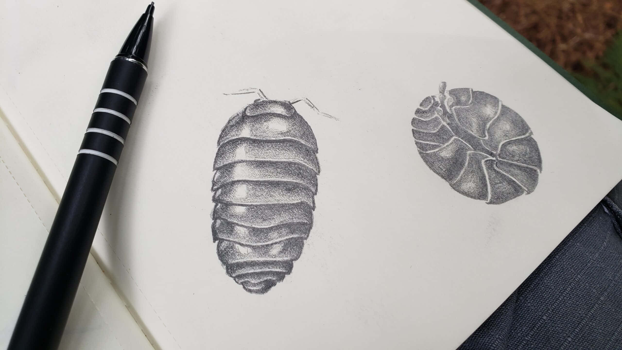 Sowbug, pencil sketches, pill bugs, 2K Desktop Wallpaper