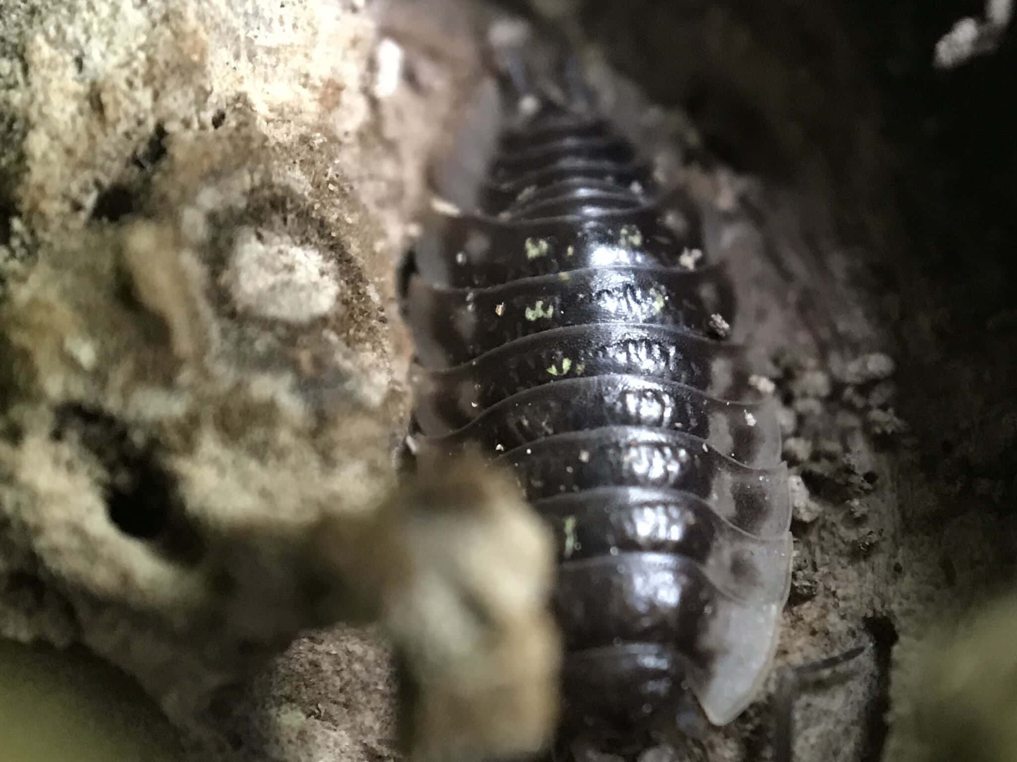 shiny black isopod, segmented body, damp textured rock crevices, Full HD Desktop Wallpaper