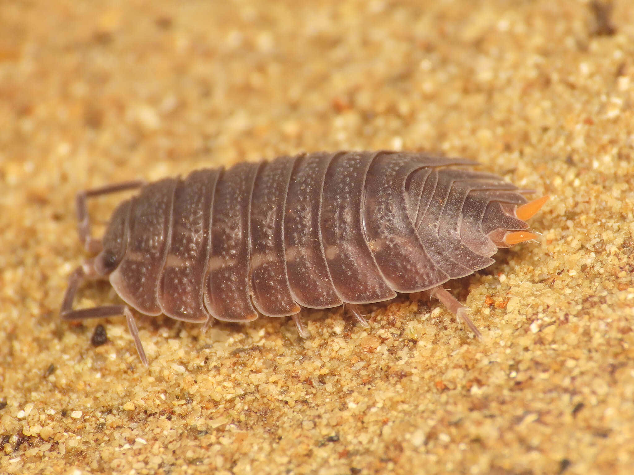 Sowbug, dark brown, orange-tipped tail segments, Full HD Desktop Wallpaper