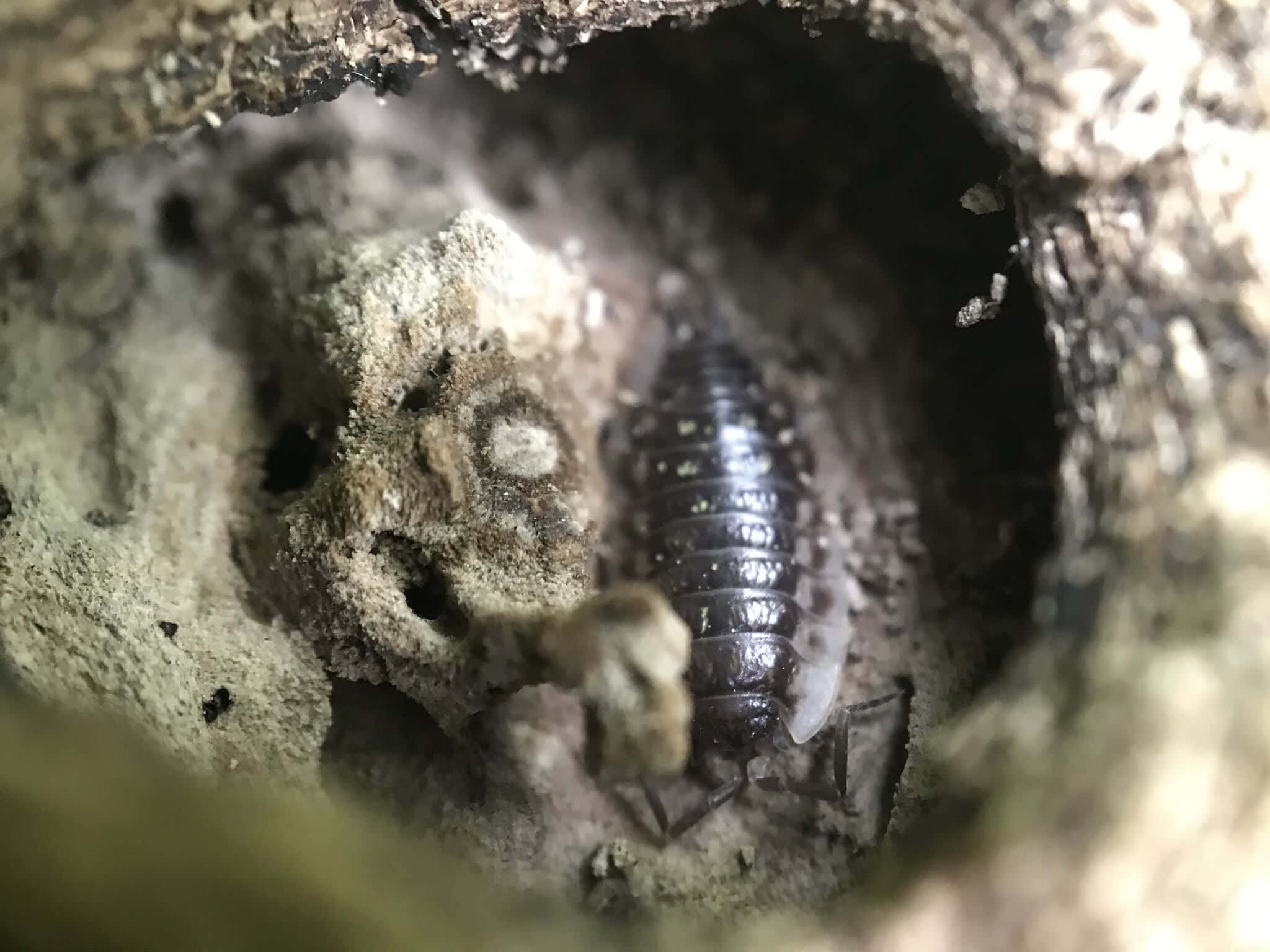 Sowbug, dark segmented isopod, damp mossy hollow, Full HD Desktop Wallpaper