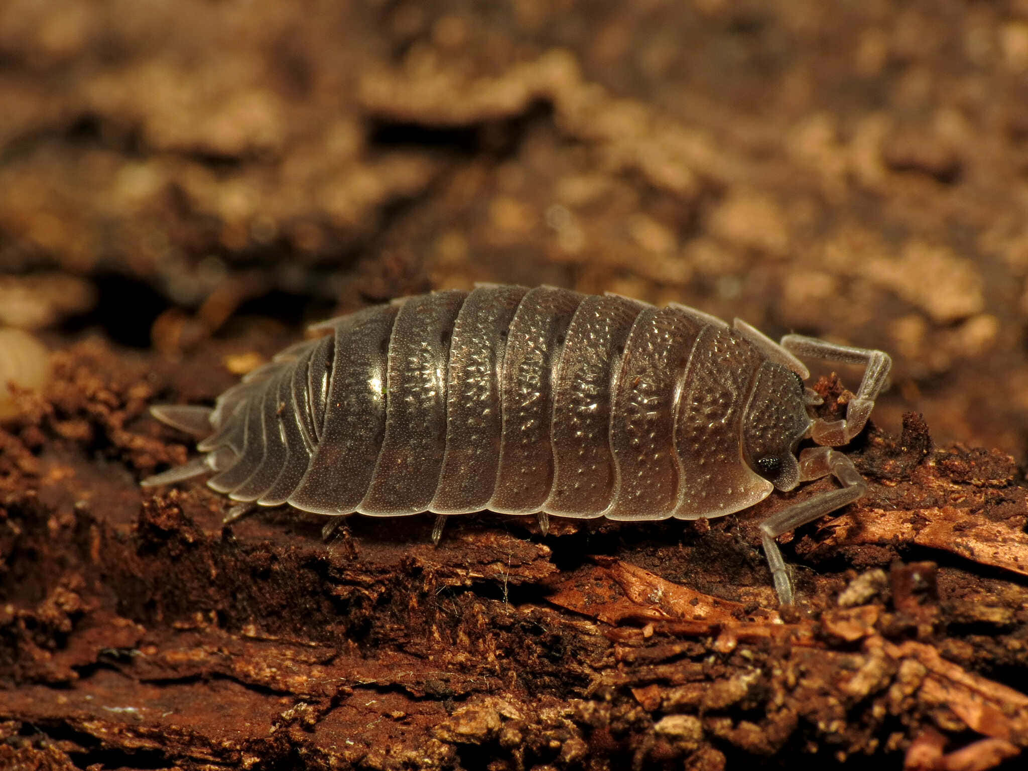 Sowbug, woodlouse, textured brown decaying wood, Full HD Desktop Wallpaper