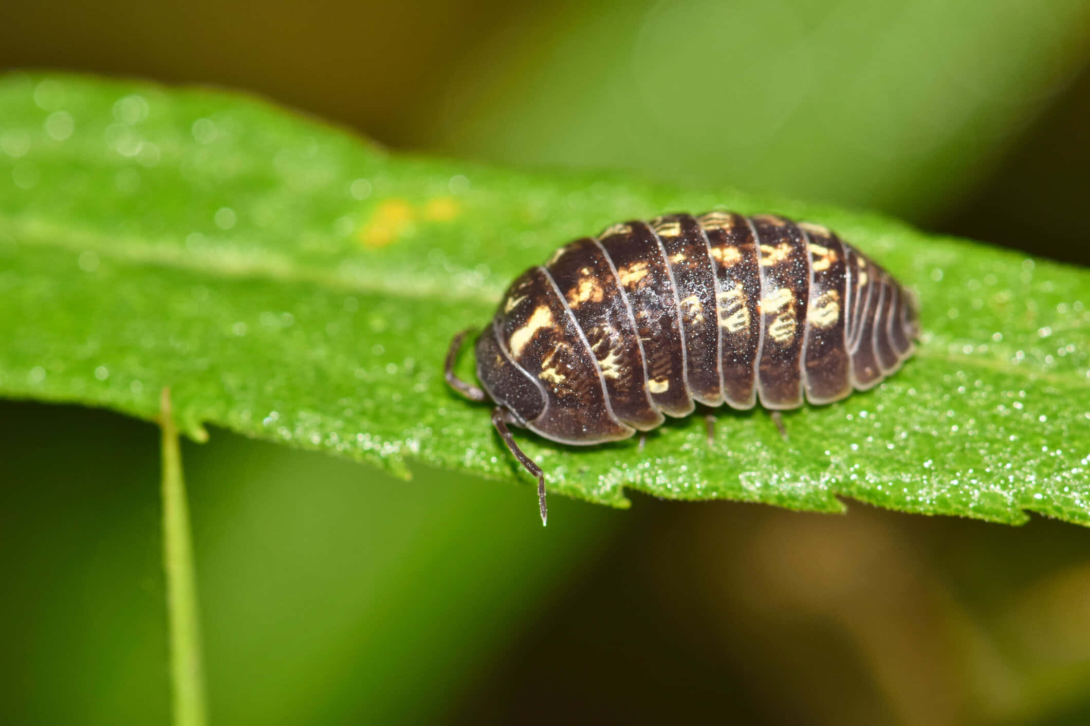 Sowbug, green leaf, dew-covered, Full HD Desktop Wallpaper