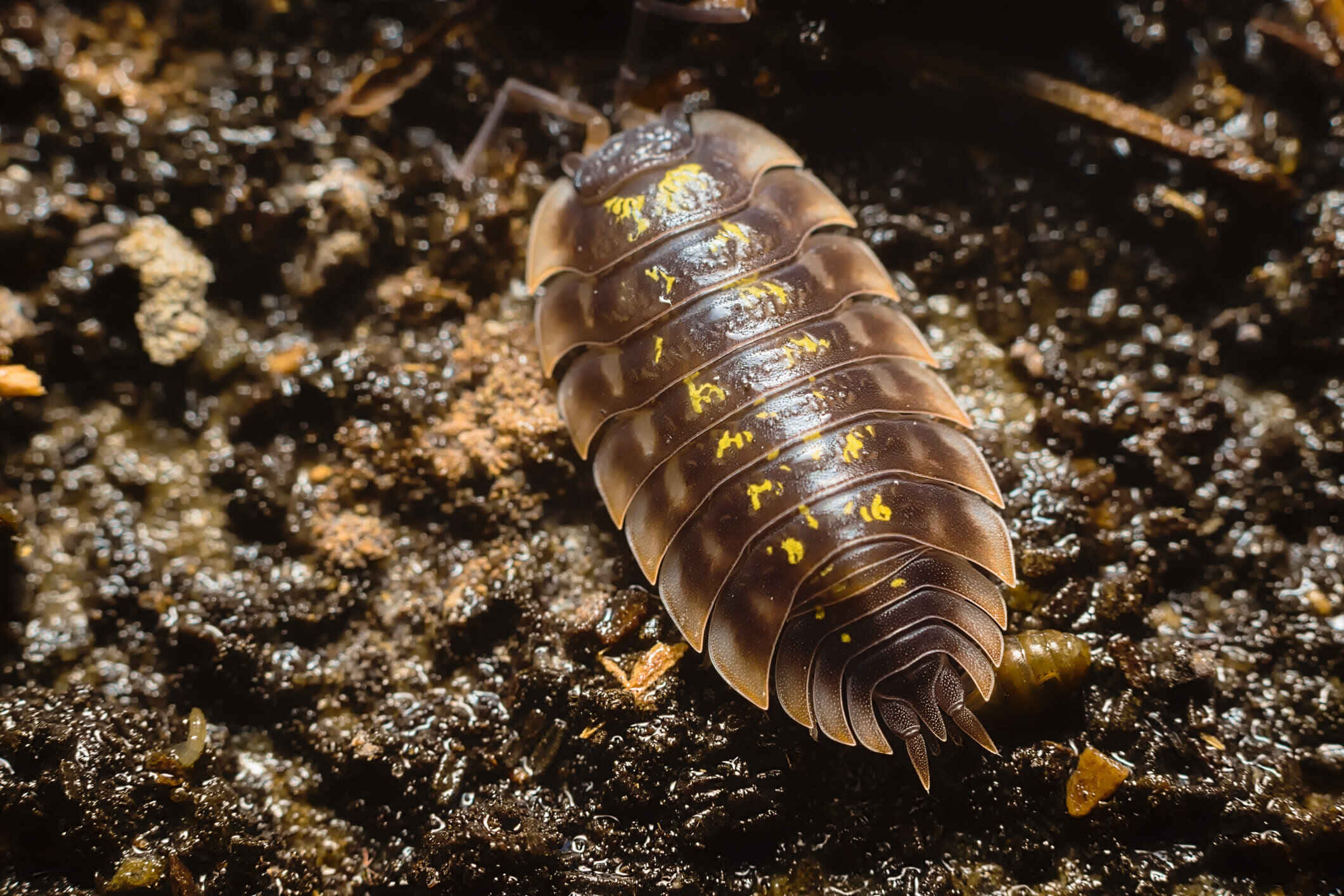 Sowbug, brown segmented isopod, yellow speckles, Full HD Desktop Wallpaper