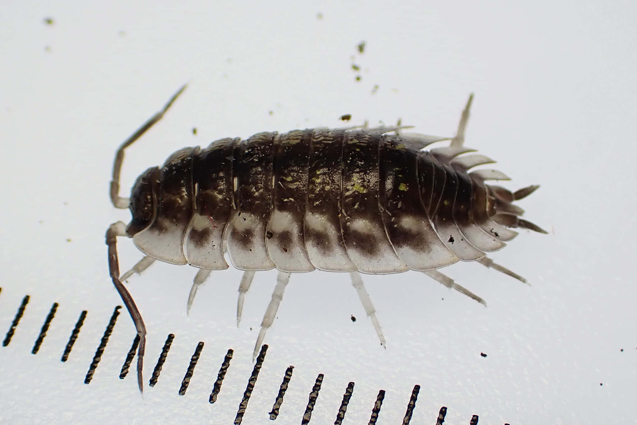 sowbug, spotted isopod, white surface, Full HD Desktop Wallpaper