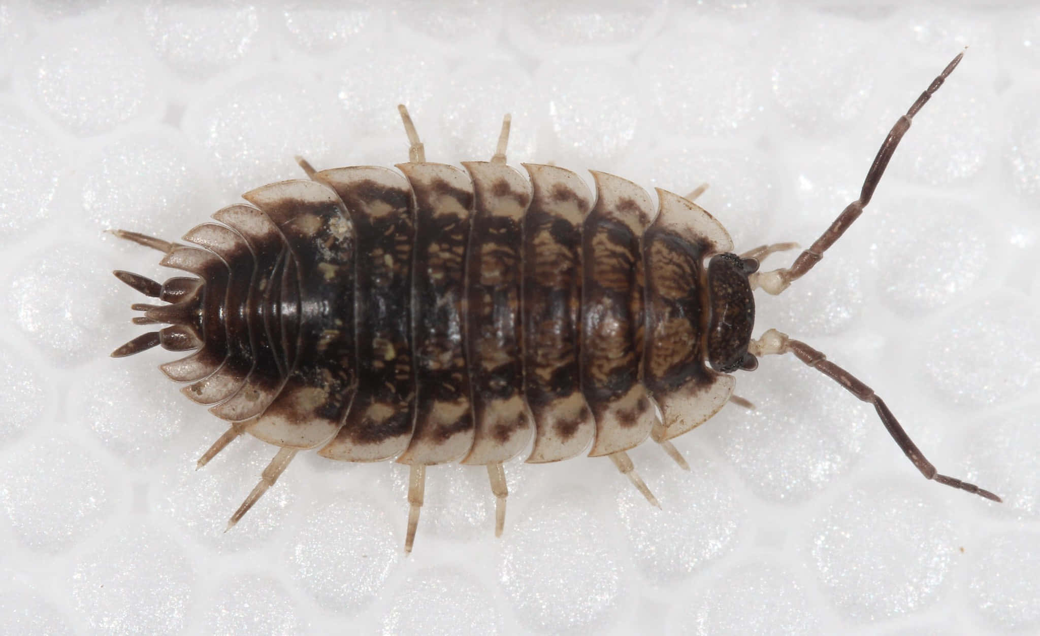 Sowbug, brown and cream patterned, woodlouse, Full HD Desktop Wallpaper