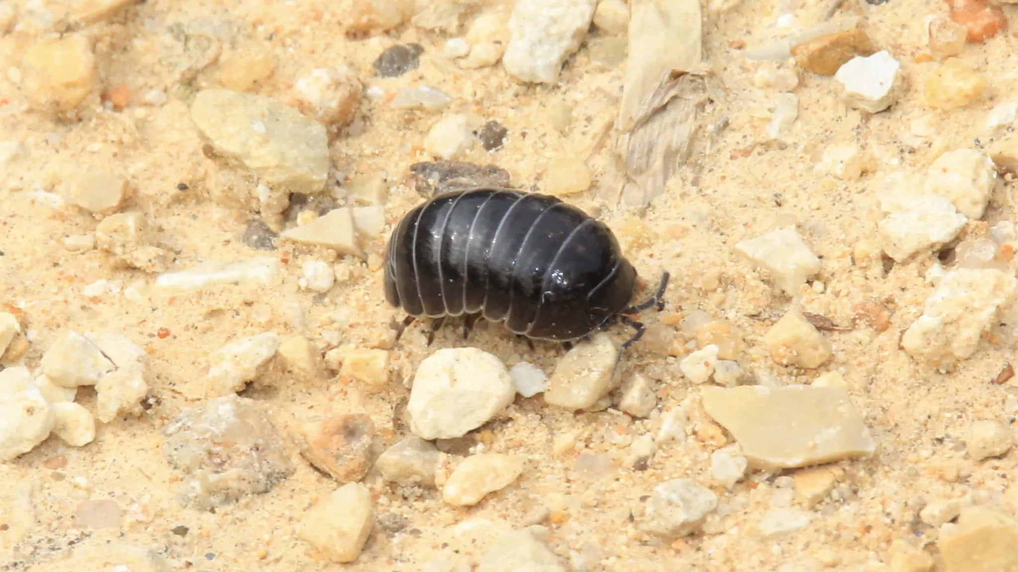 Sowbug, shiny black, light beige gravel, Full HD Desktop Wallpaper