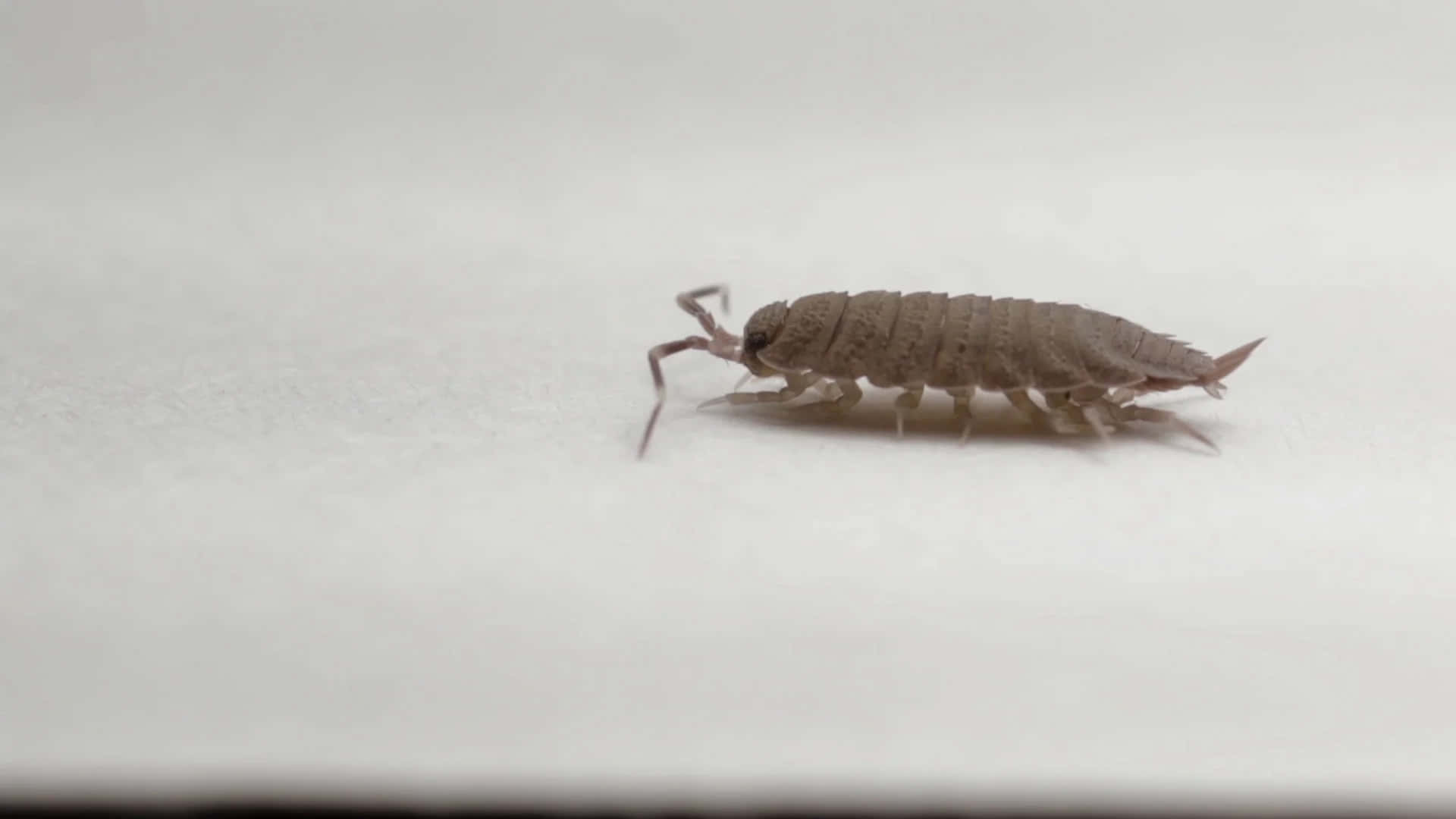 Sowbug, brown woodlouse, smooth white surface, Full HD Desktop Wallpaper