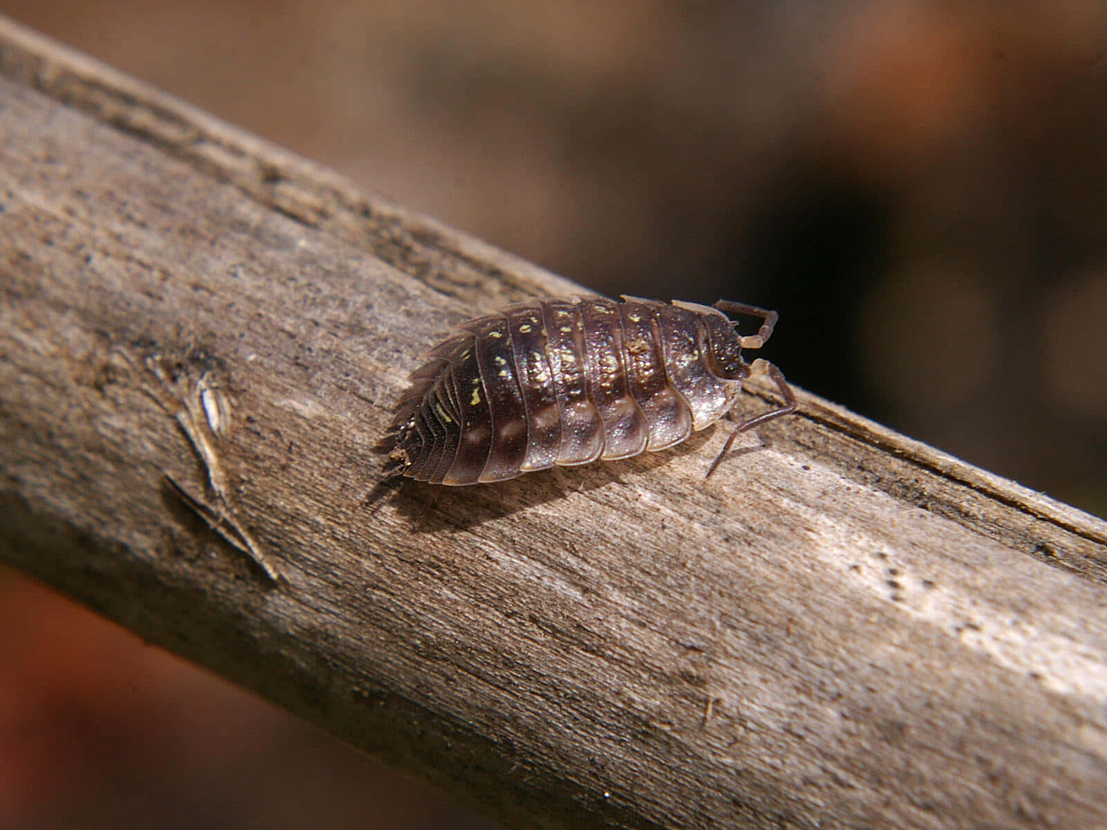 sowbug, dark brown, segmented shell, HD Desktop Wallpaper
