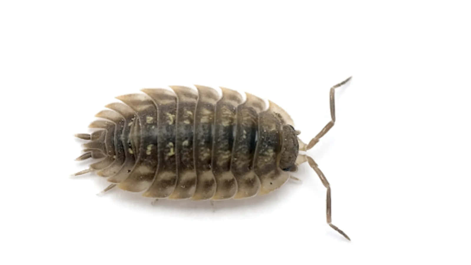 Sowbug, brown segmented isopod, visible legs and antennae, HD Desktop Wallpaper