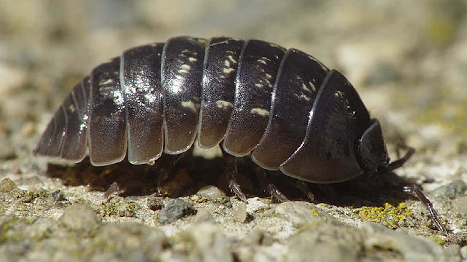 sowbug, dark spotted isopod, gritty textured ground, HD Desktop Wallpaper