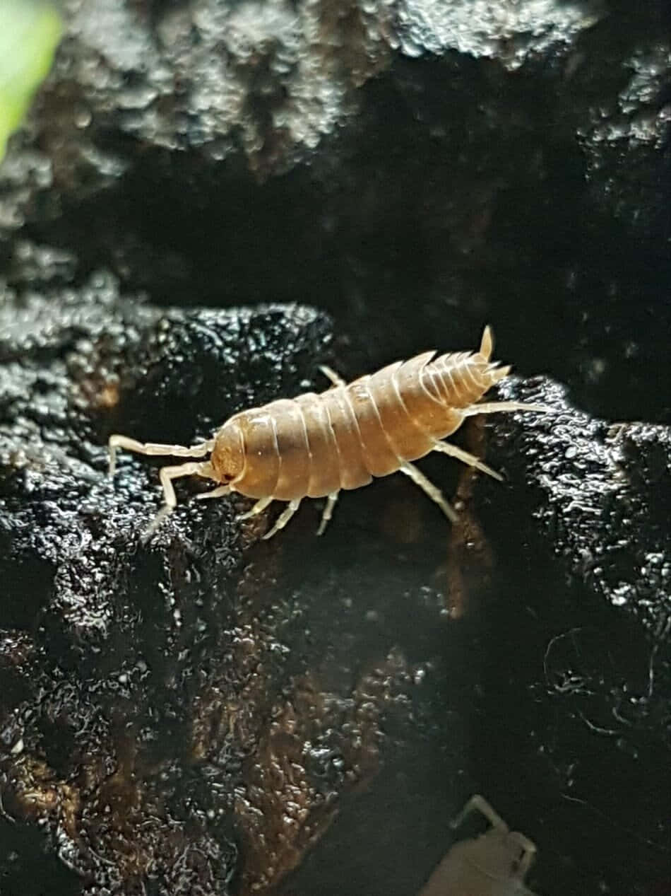 sowbug, tree bark, light brown, SD Phone Wallpaper