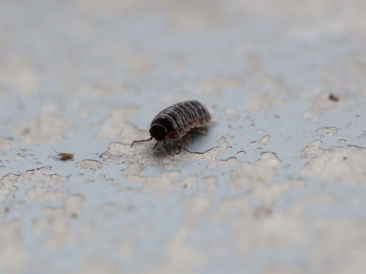 Sowbug, dark segmented isopod, weathered gray concrete surface, SD Desktop Wallpaper
