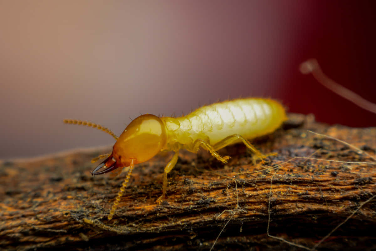 Sowbug, pale yellow, long antennae, SD Desktop Wallpaper
