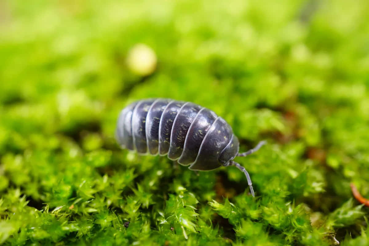 Sowbug, moss, dark gray, SD Desktop Wallpaper