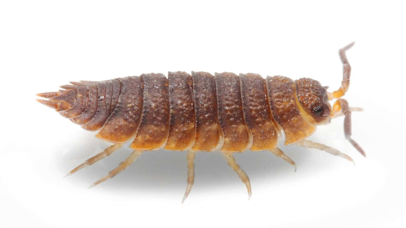 Sowbug, brown segmented isopod, visible legs and antennae, HD Desktop Wallpaper