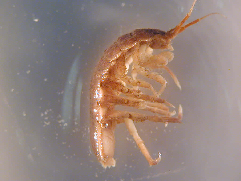 Sowbug, brown isopod, multiple legs, SD Desktop Wallpaper