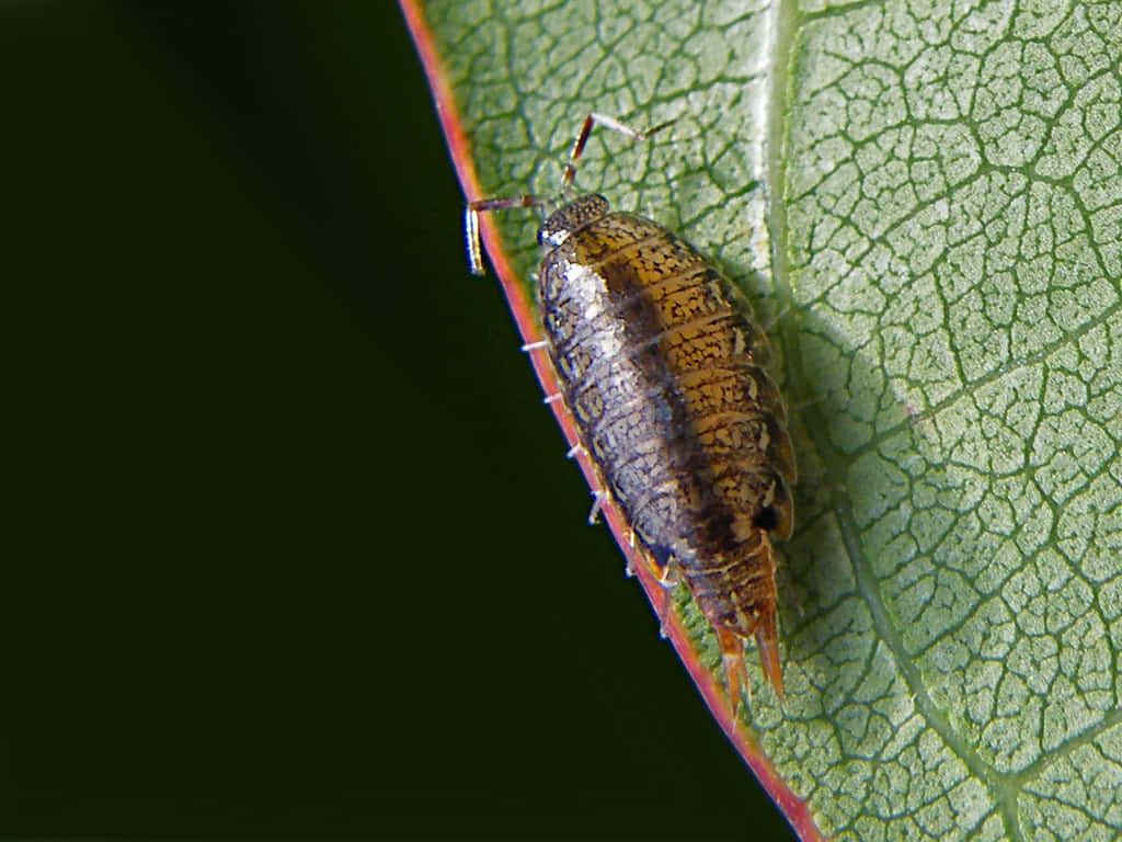 sowbug, leaf, brown segmented isopod, SD Desktop Wallpaper