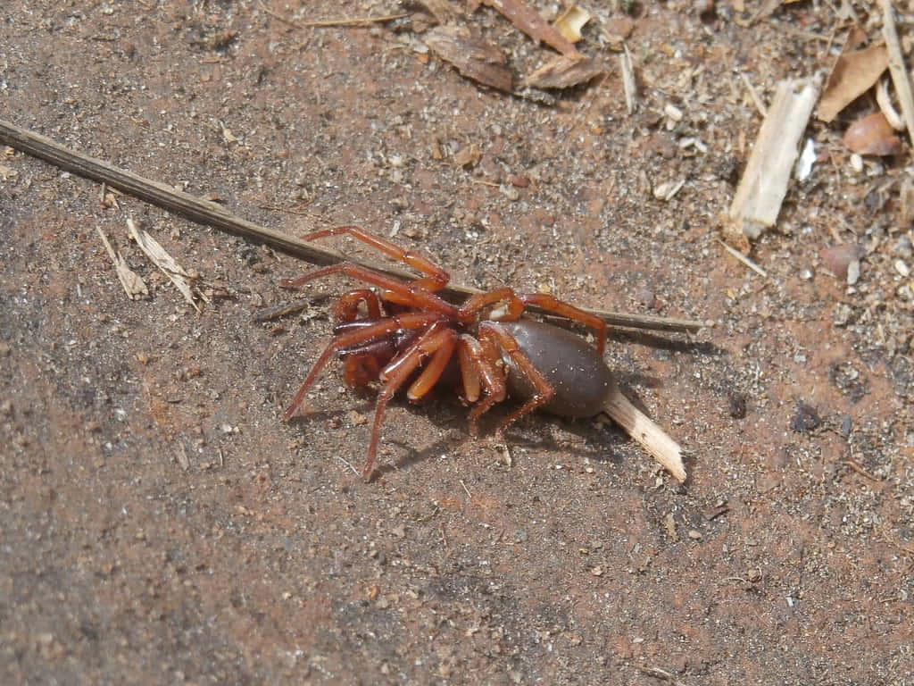 Sowbug, reddish-brown, long legs, SD Desktop Wallpaper