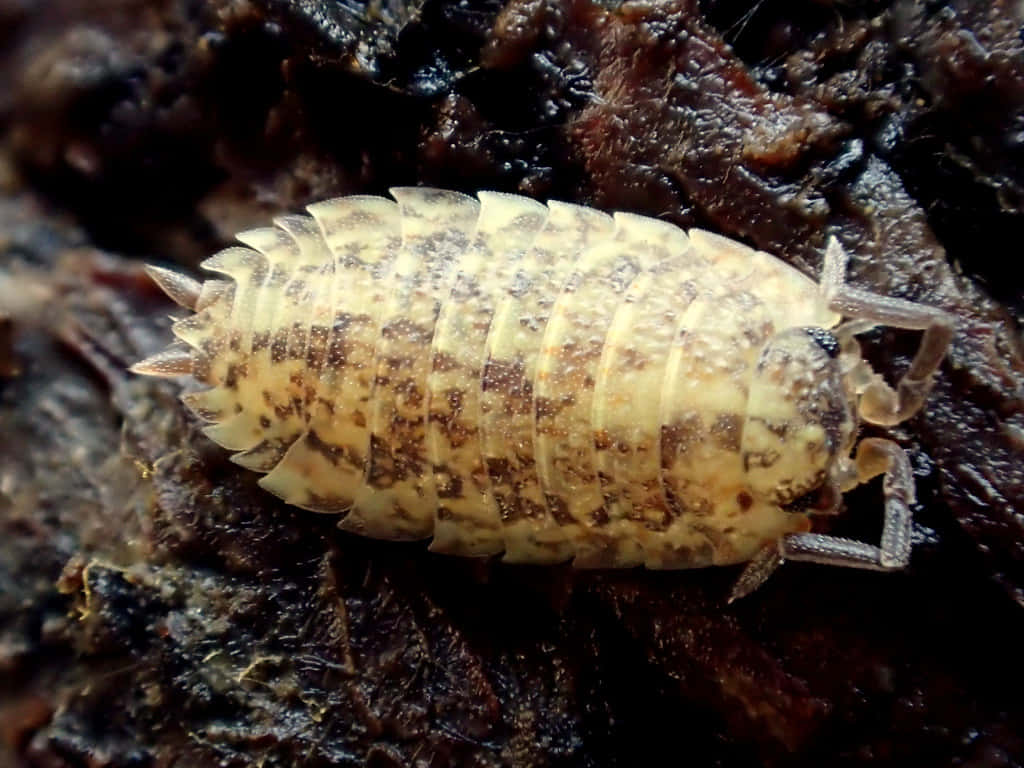 Sowbug, spotted isopod, segmented shell, SD Desktop Wallpaper
