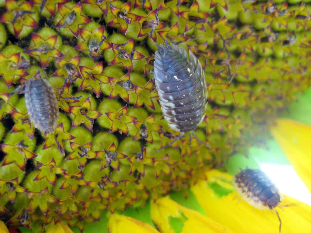 Sowbug, sunflower head, textured green and yellow center, SD Desktop Wallpaper