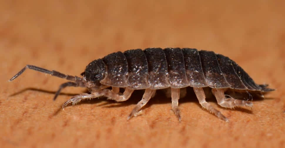 Sowbug, wooden surface, dark segmented, SD Desktop Wallpaper