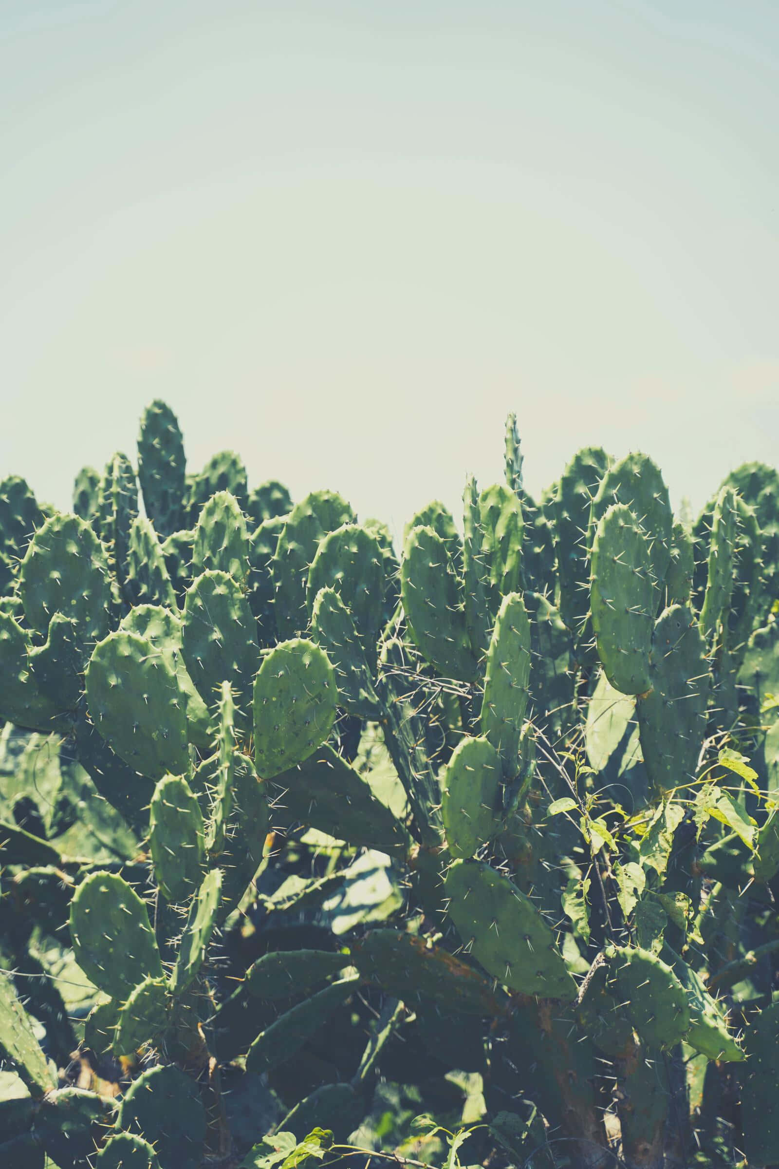 prickly pear cactus, green, spines, Full HD Phone Wallpaper