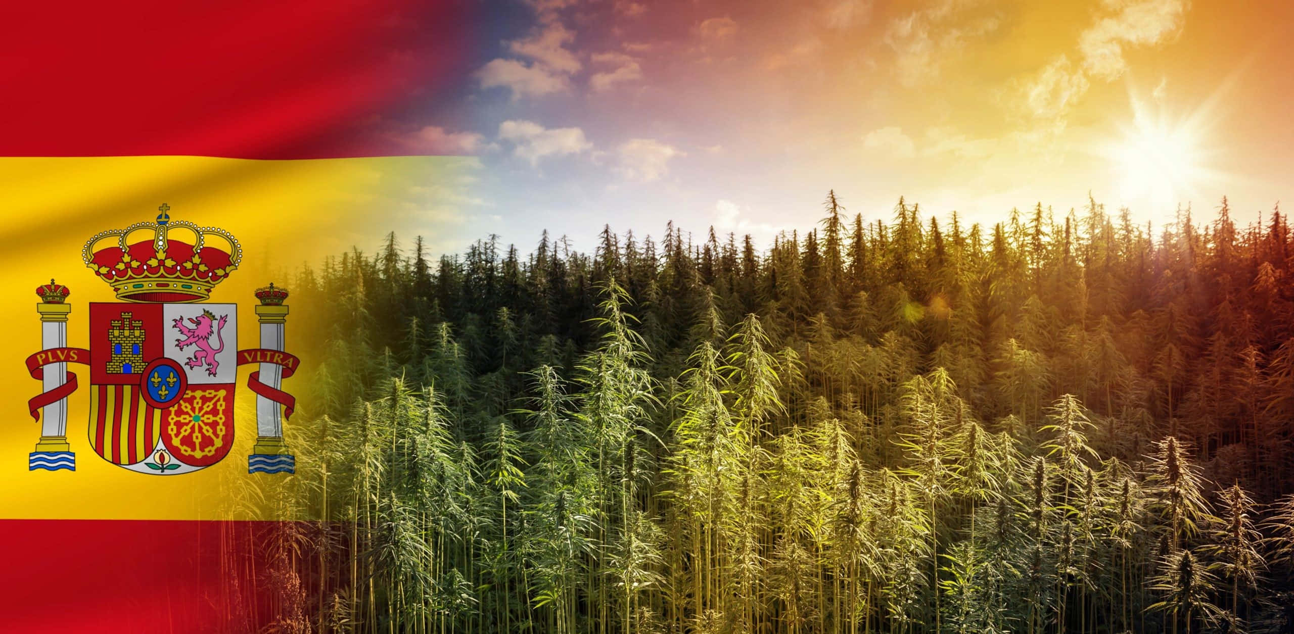 Spanish flag, sunlit forest, tall green cannabis plants, 2K Desktop Wallpaper