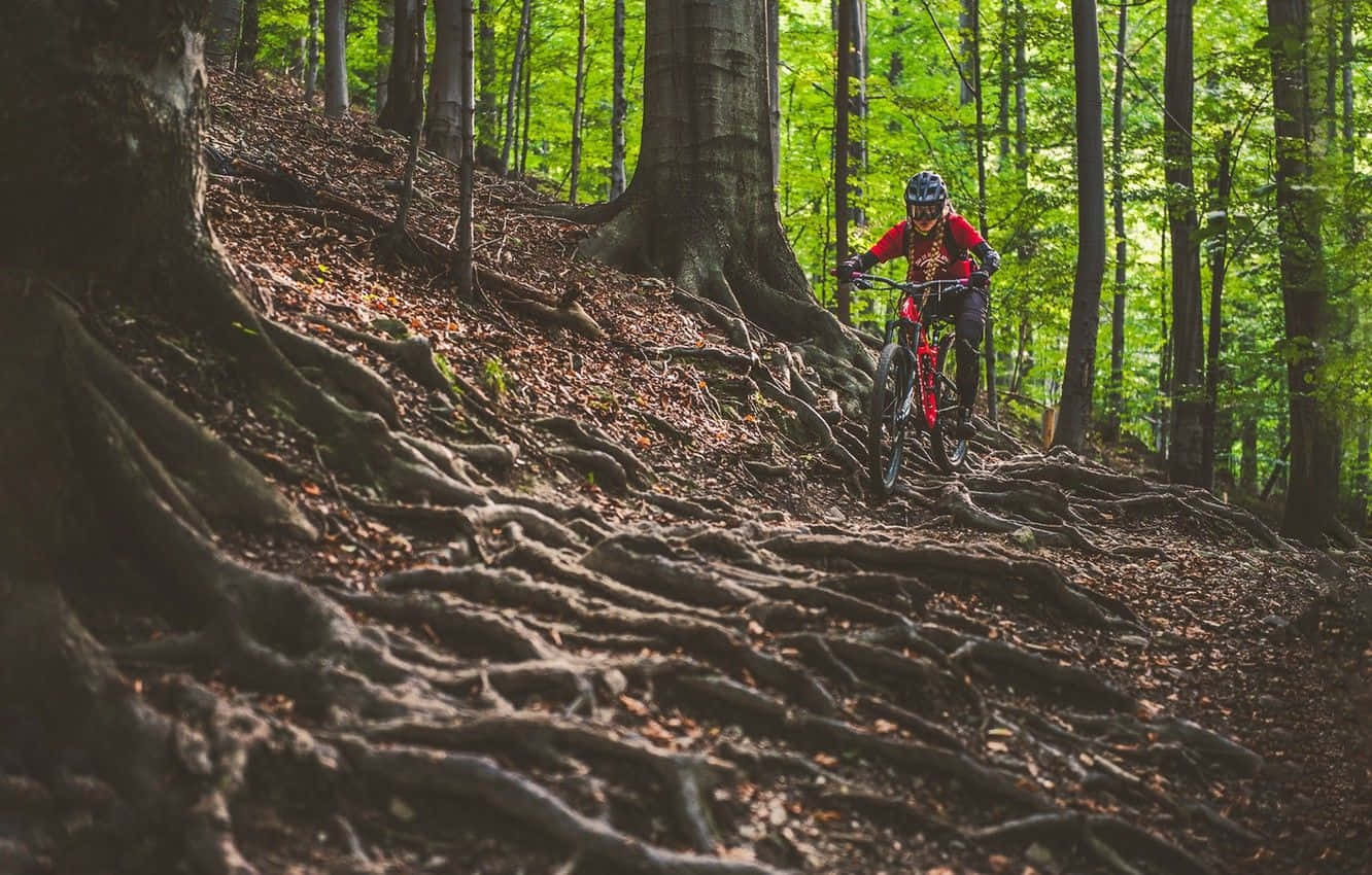 Specialized Mountain Bike, red, forest trail, HD Desktop Wallpaper