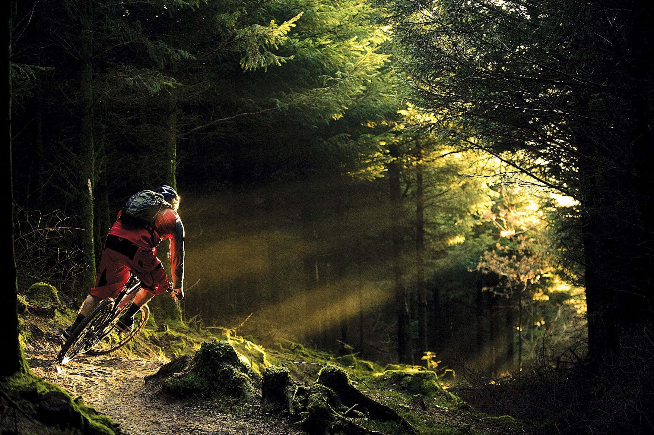 Specialized Mountain Bike, forest, mossy forest, Full HD Desktop Wallpaper