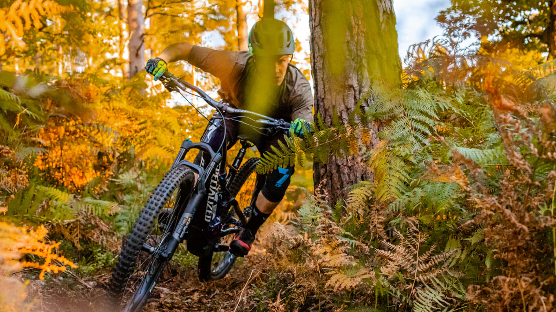 Specialized Mountain Bike, autumn forest, golden ferns, Full HD Desktop Wallpaper