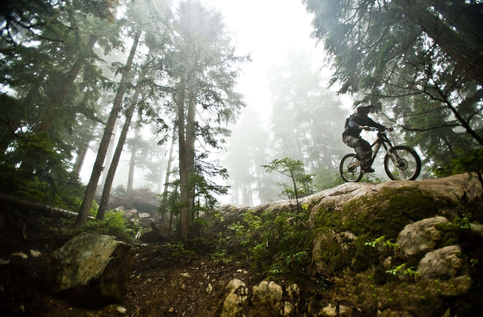 Specialized Mountain Bike, mossy rock trail, misty pine forest, HD Desktop Wallpaper