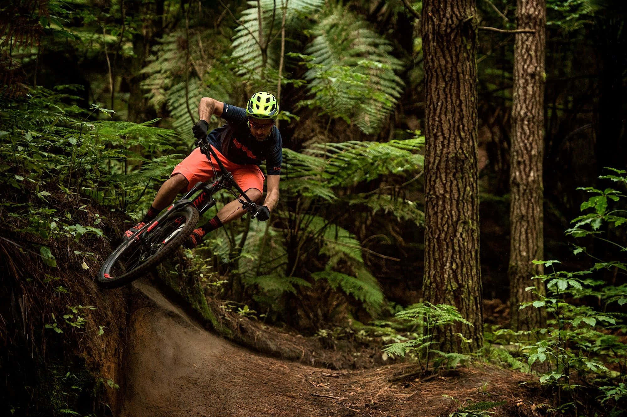Specialized mountain bike, bright helmet, forest trail, Full HD Desktop Wallpaper