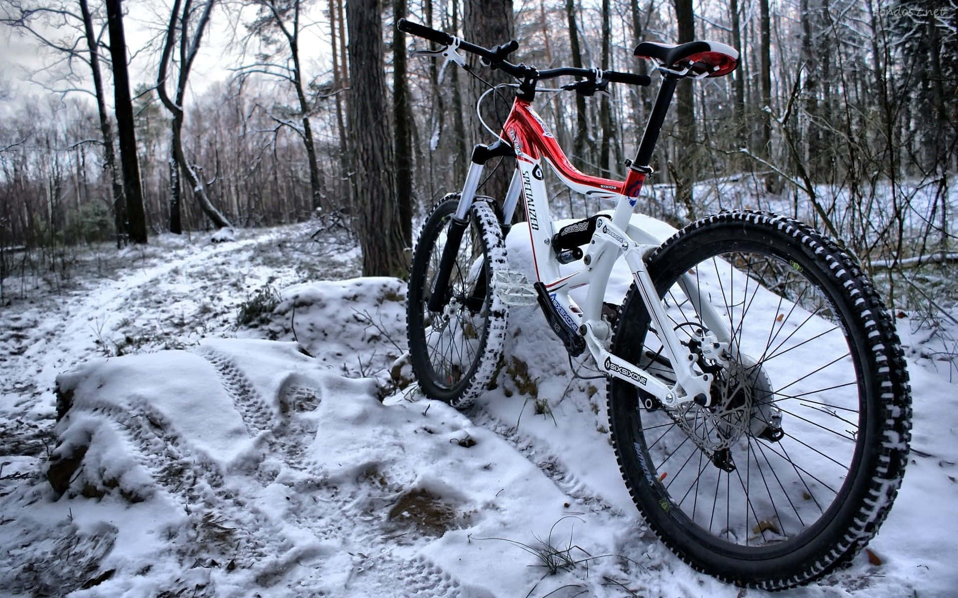 Specialized Mountain Bike, red and white, snowy forest trail, Full HD Desktop Wallpaper