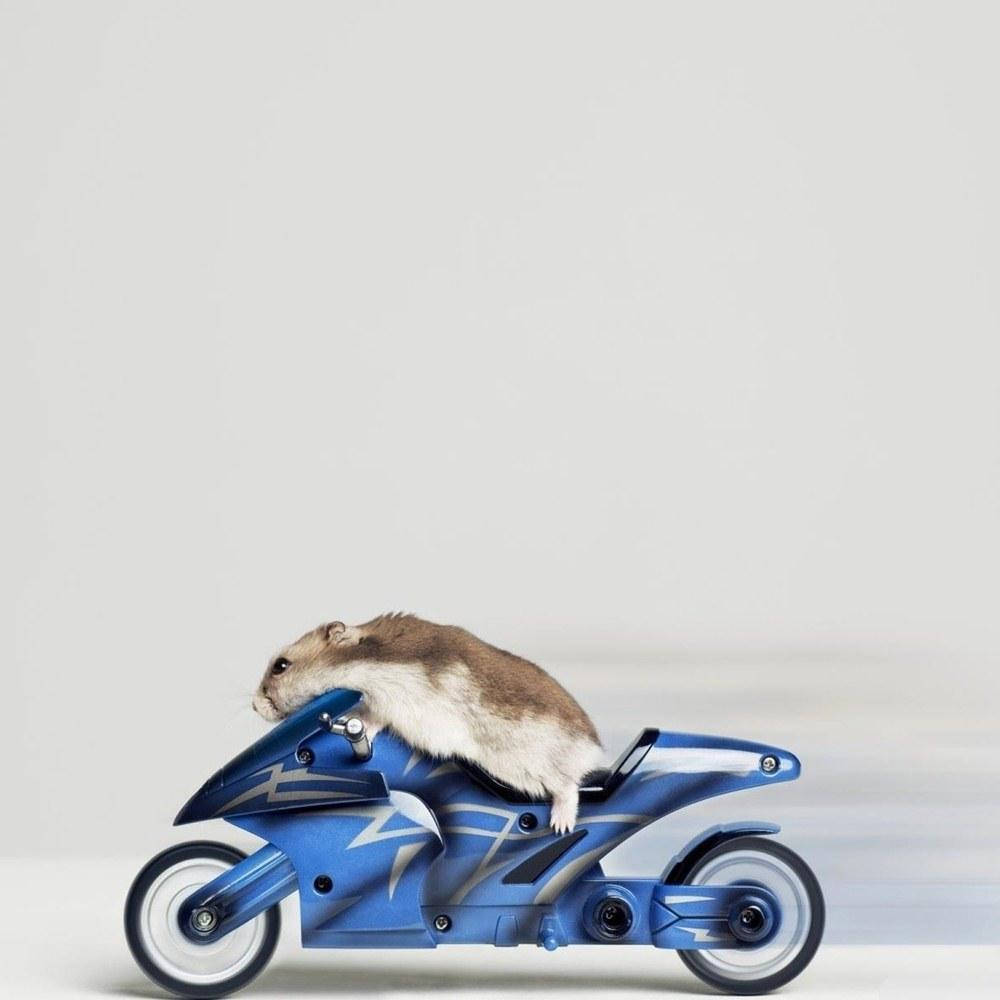 speeding hamster meme, brown and white hamster, sleek blue toy motorcycle, SD Desktop Wallpaper