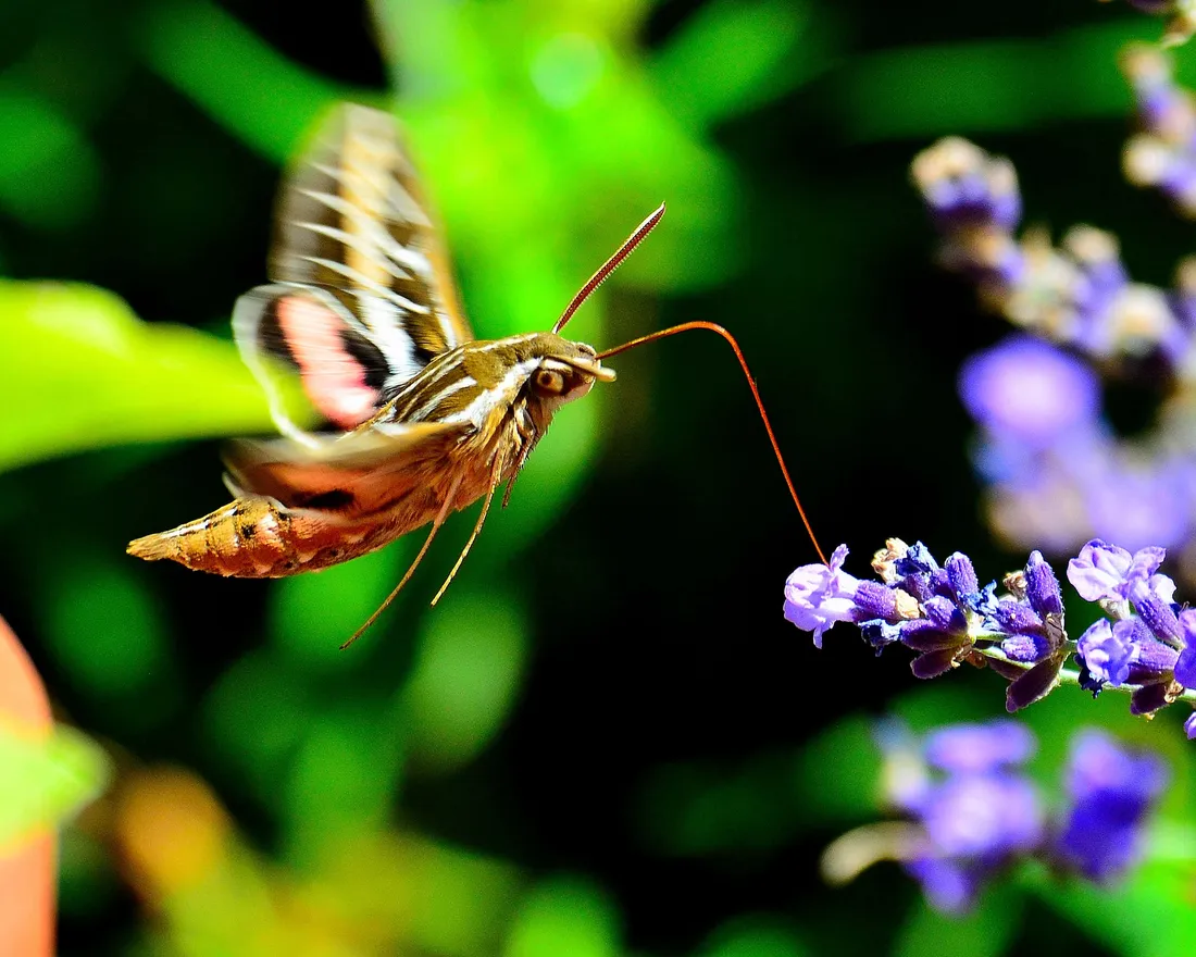 Sphinx Moth