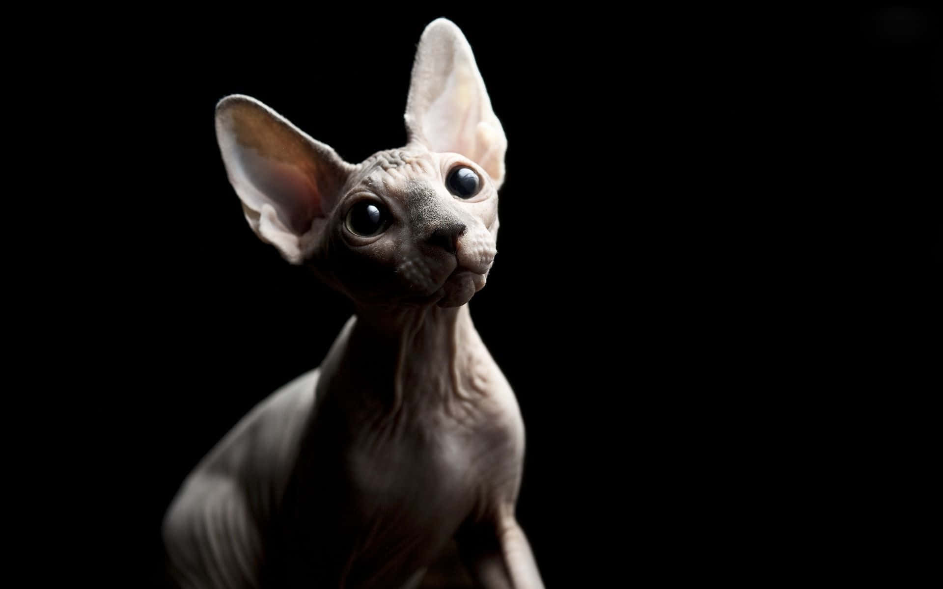 Sphynx, 1920 x 1200, black background, Full HD Desktop Wallpaper