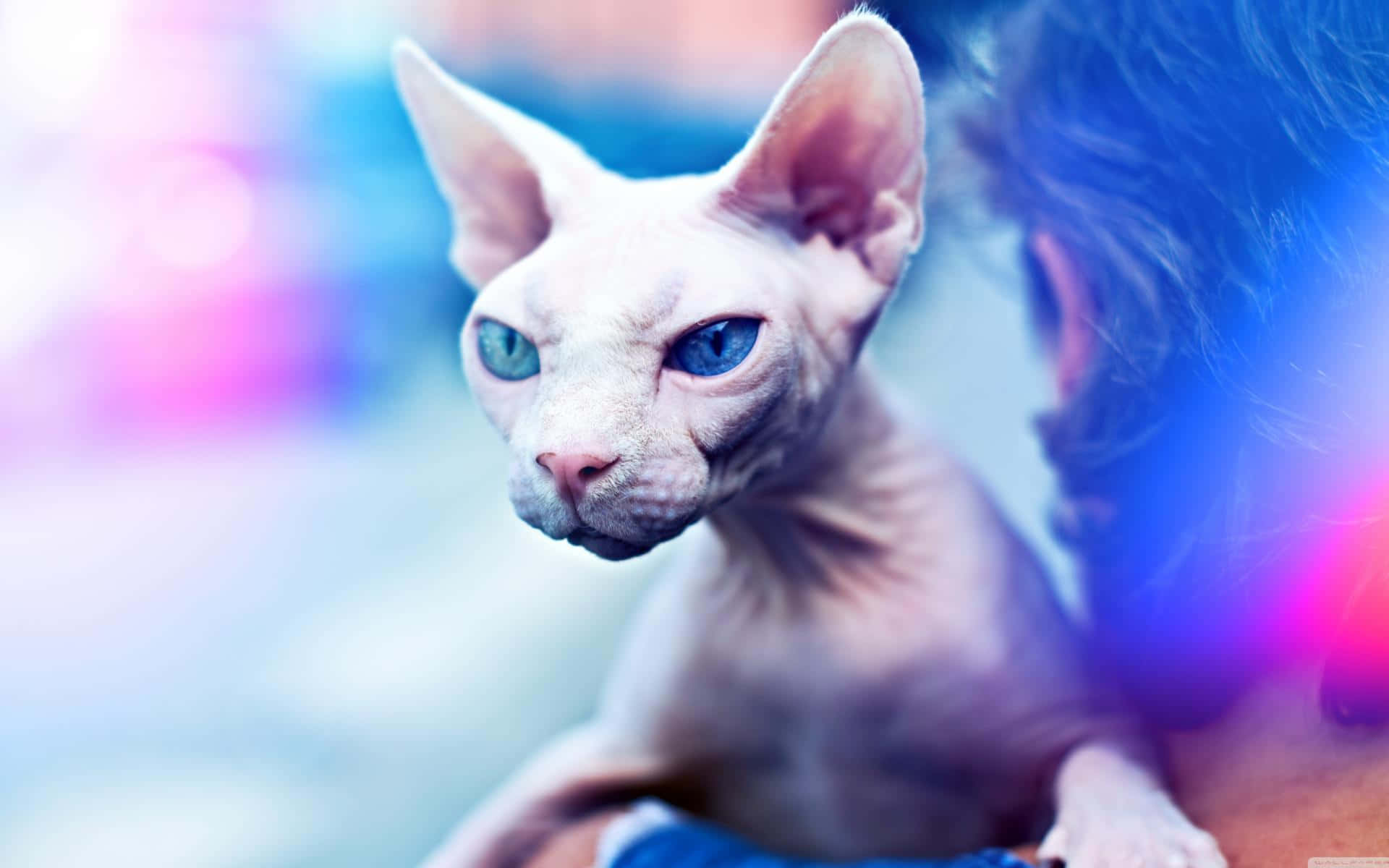 Sphynx, blue eyes, bokeh background, Full HD Desktop Wallpaper
