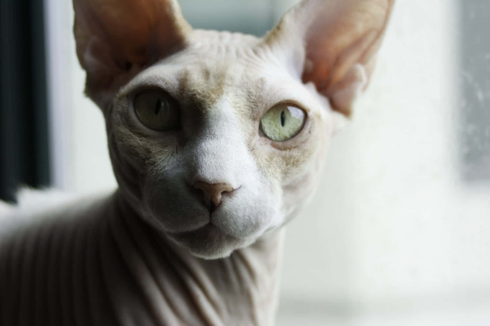 Sphynx, hairless sphynx cat, large ears, HD Desktop Wallpaper