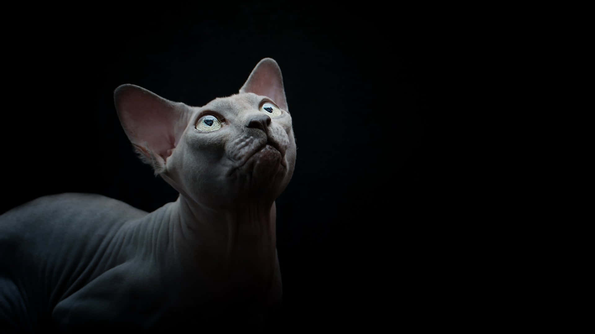 Sphynx, hairless sphynx cat, large ears, Full HD Desktop Wallpaper