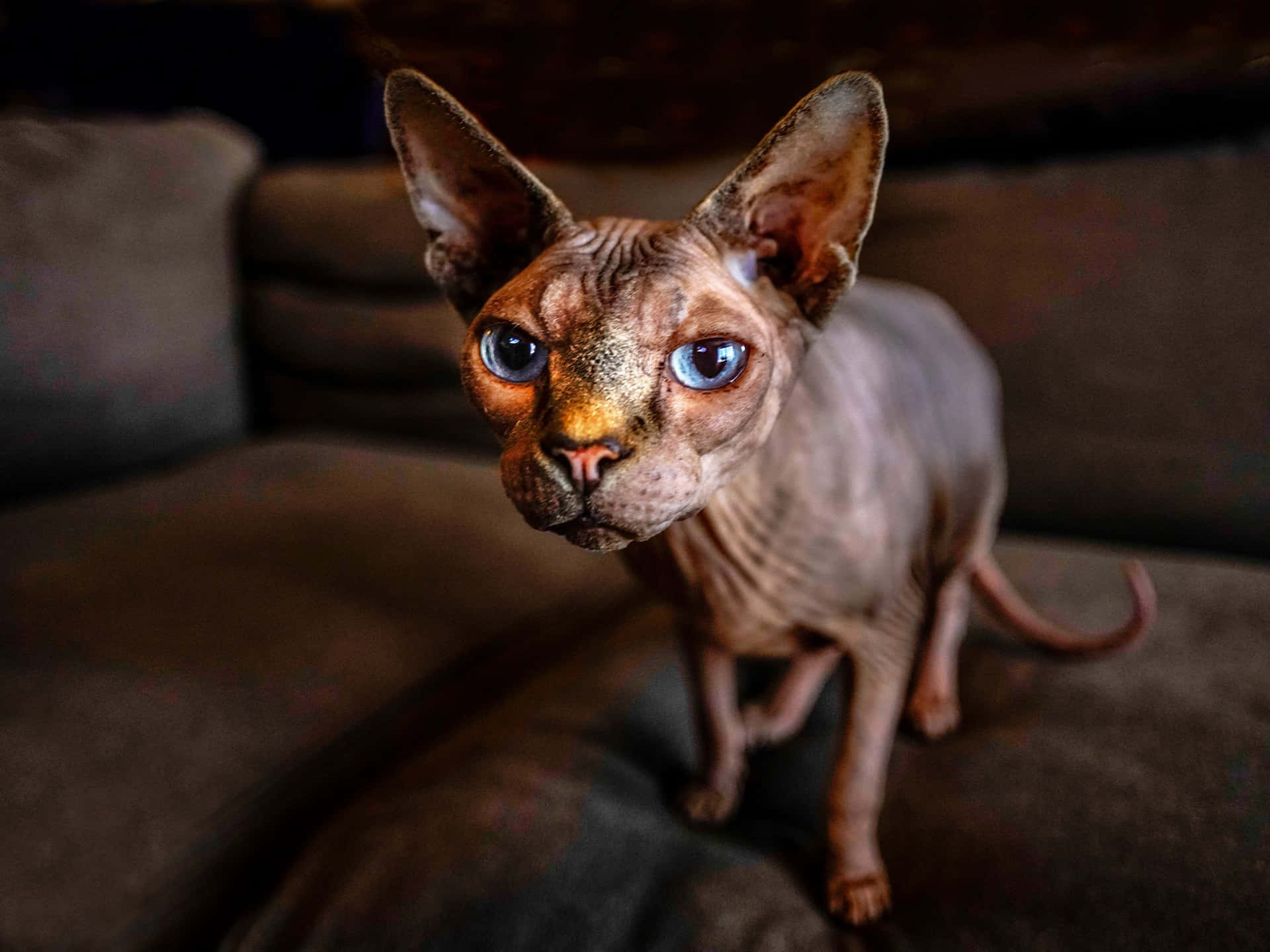 Sphynx, 1920 x 1440, dark brown couch, Full HD Desktop Wallpaper